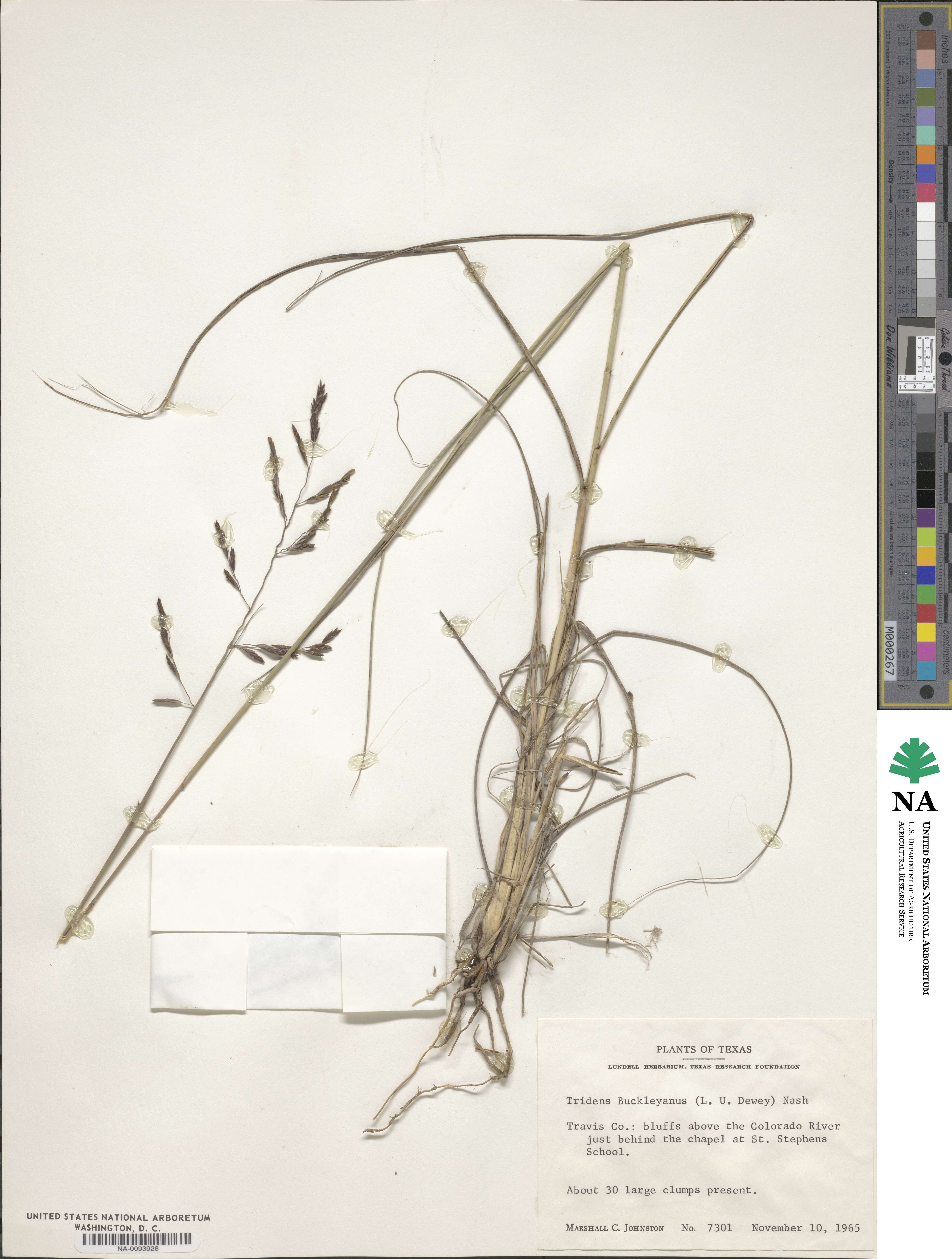 Tridentopsis buckleyana image