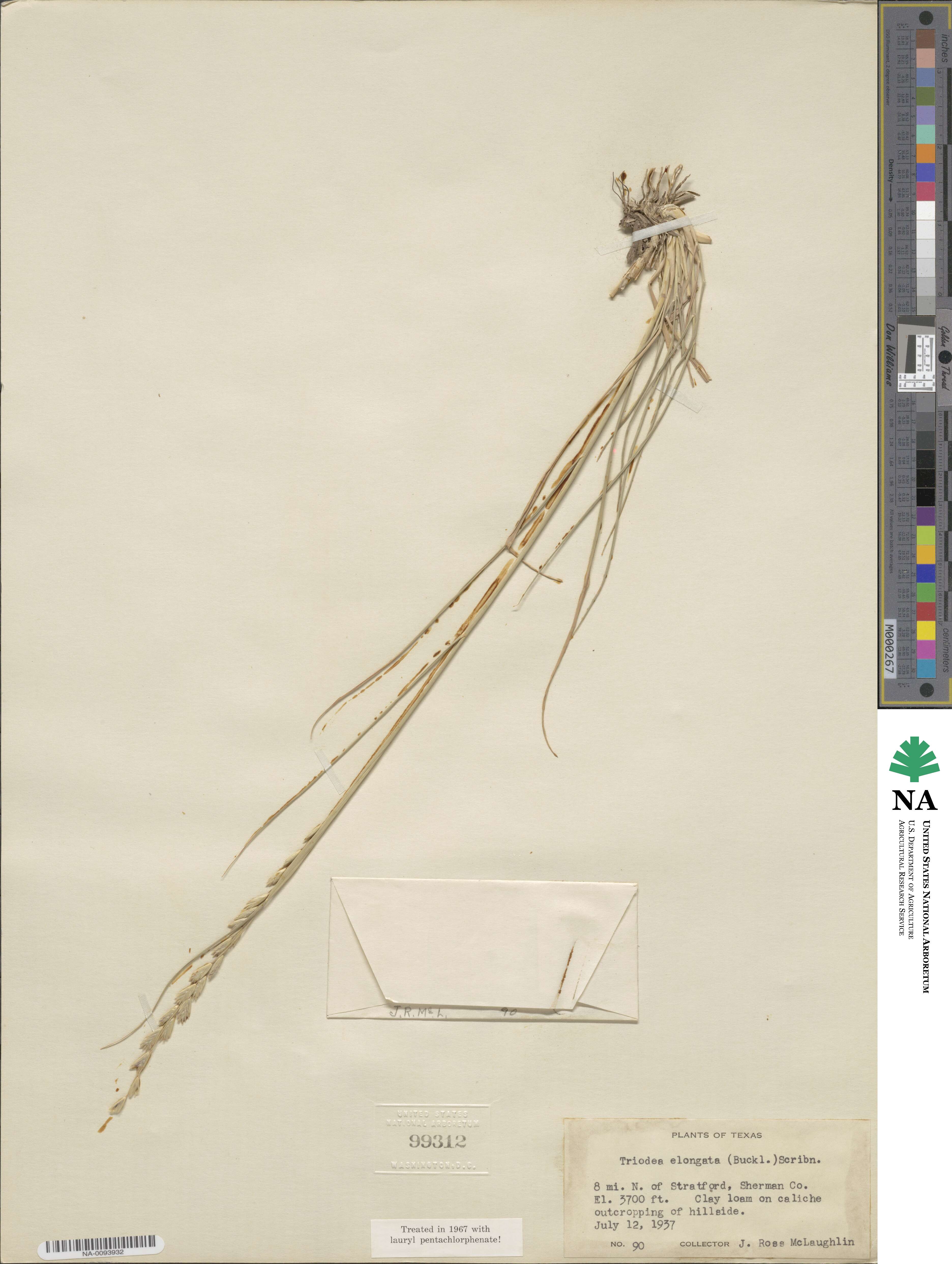 Tridentopsis mutica image