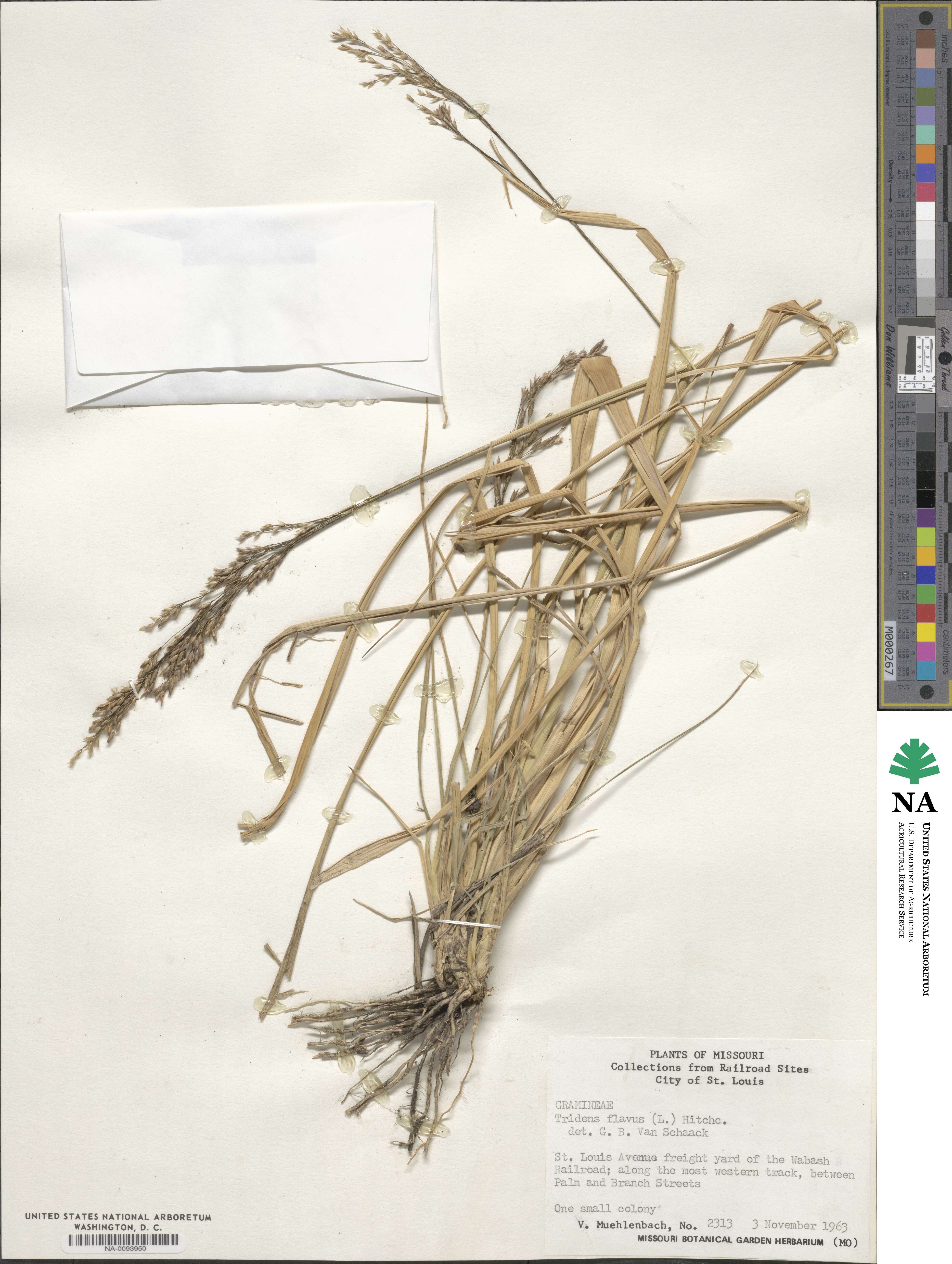 Tridens flavus image