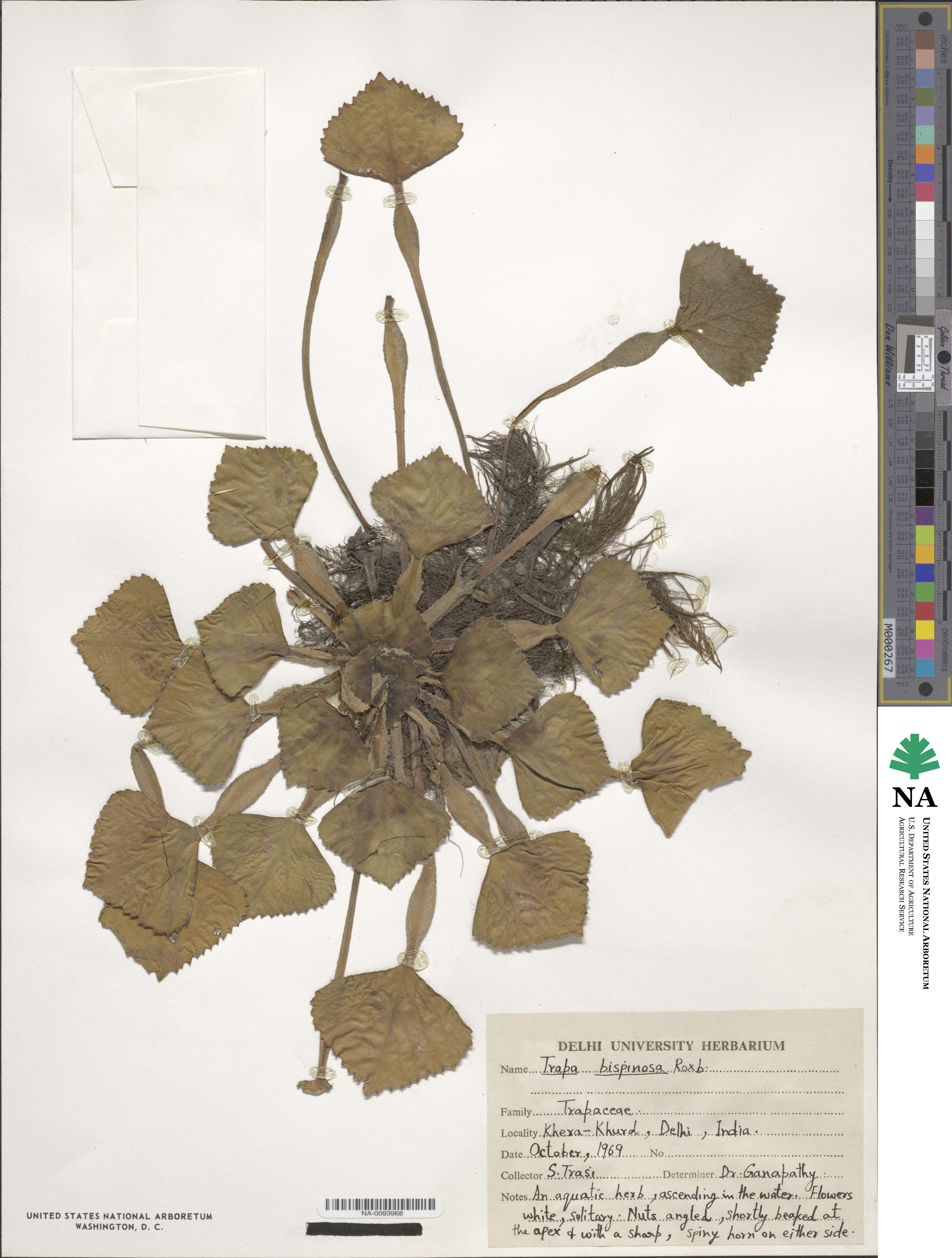 Trapa natans var. bicornis image