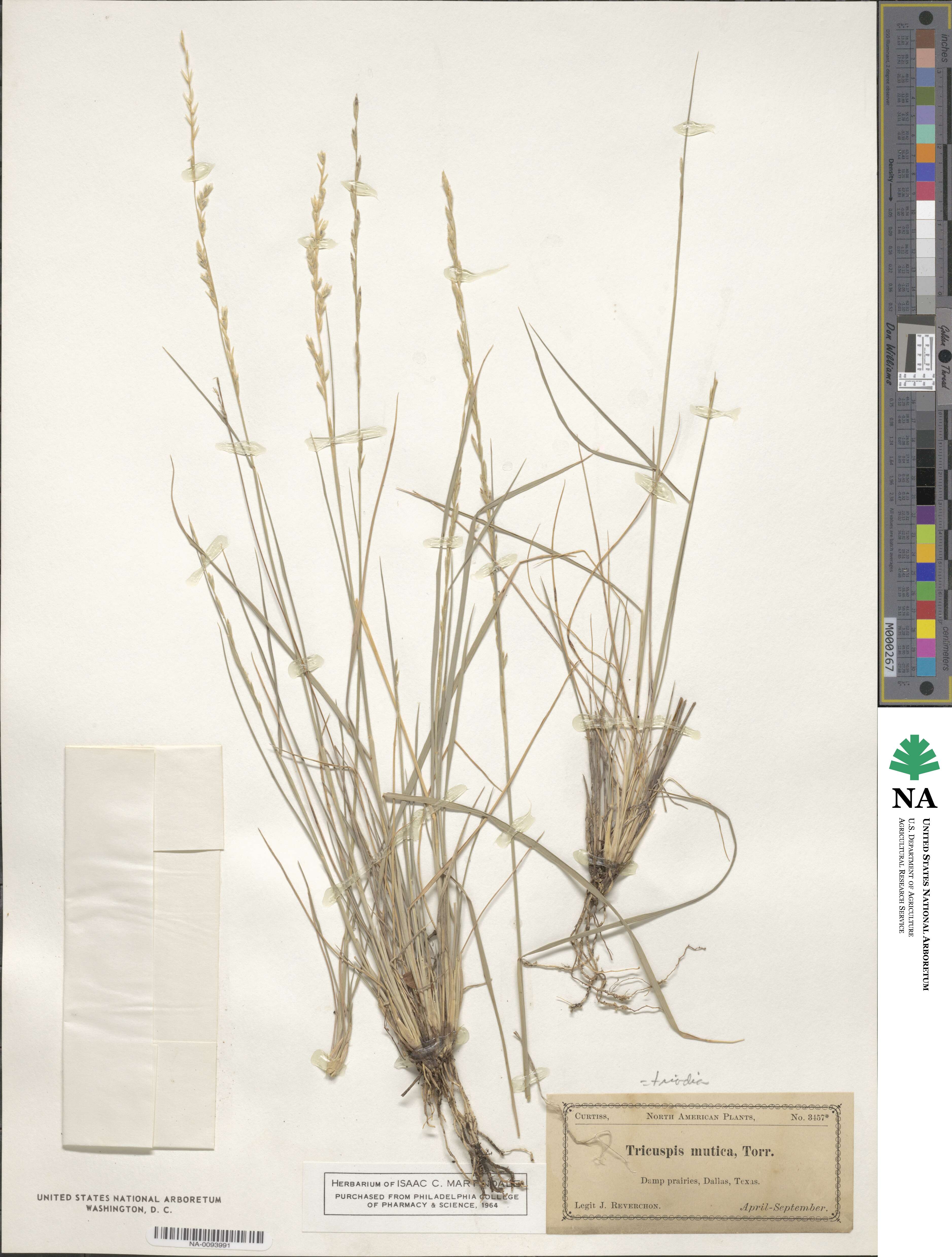 Tridentopsis mutica image