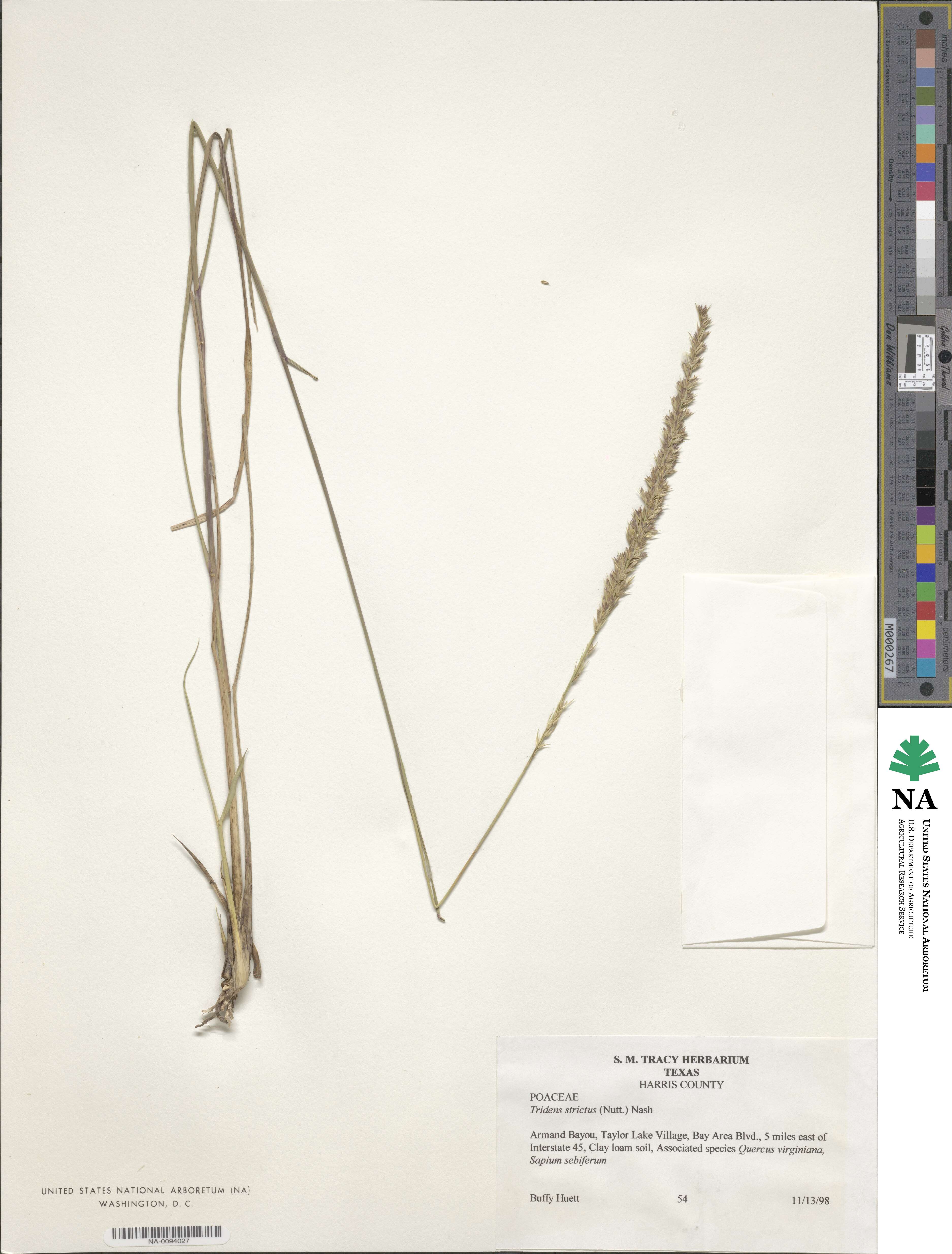Tridens strictus image