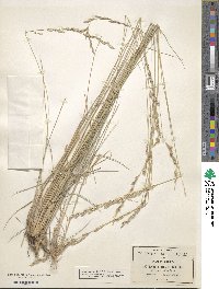 Tridentopsis mutica image