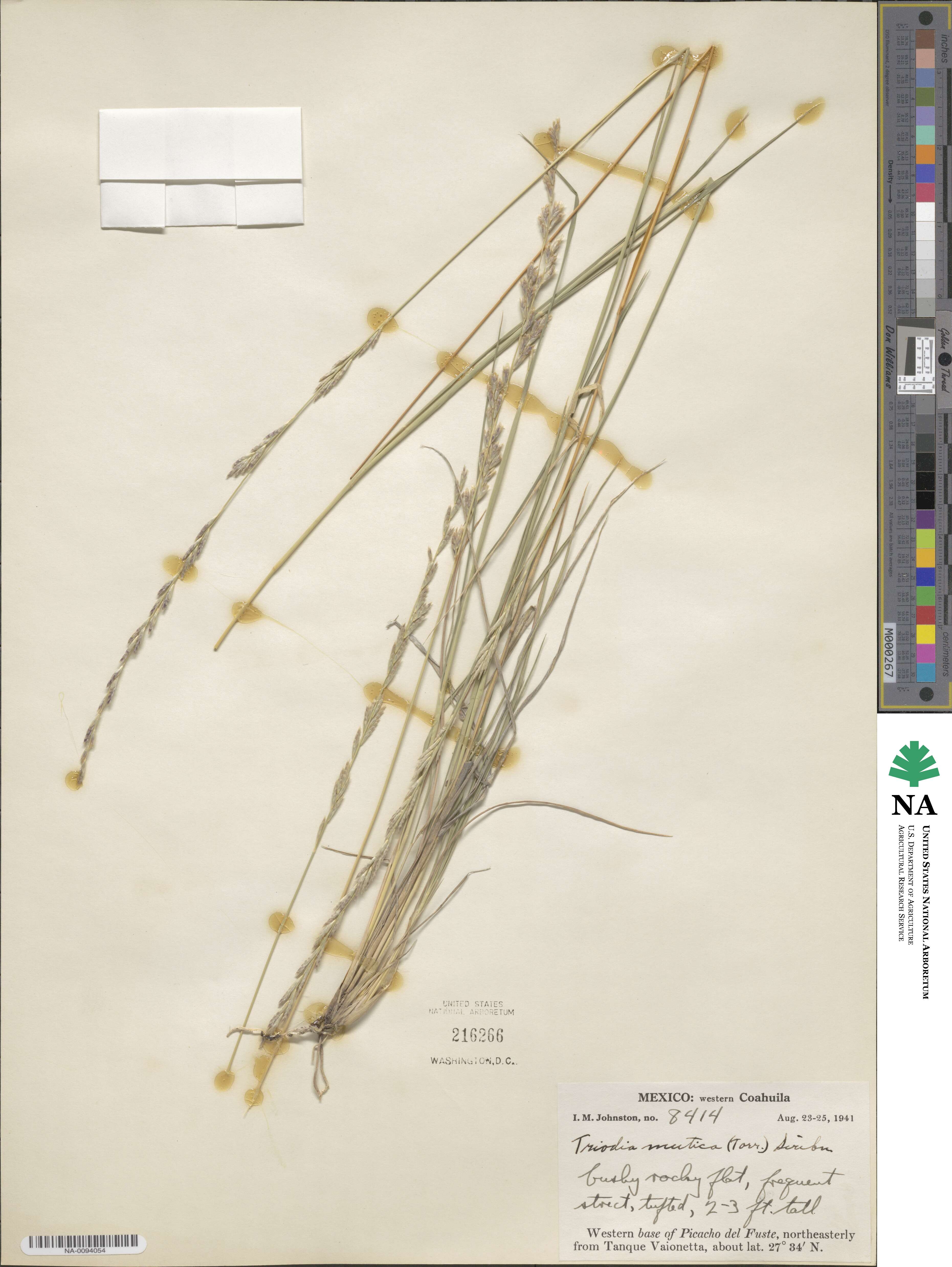 Tridentopsis mutica image