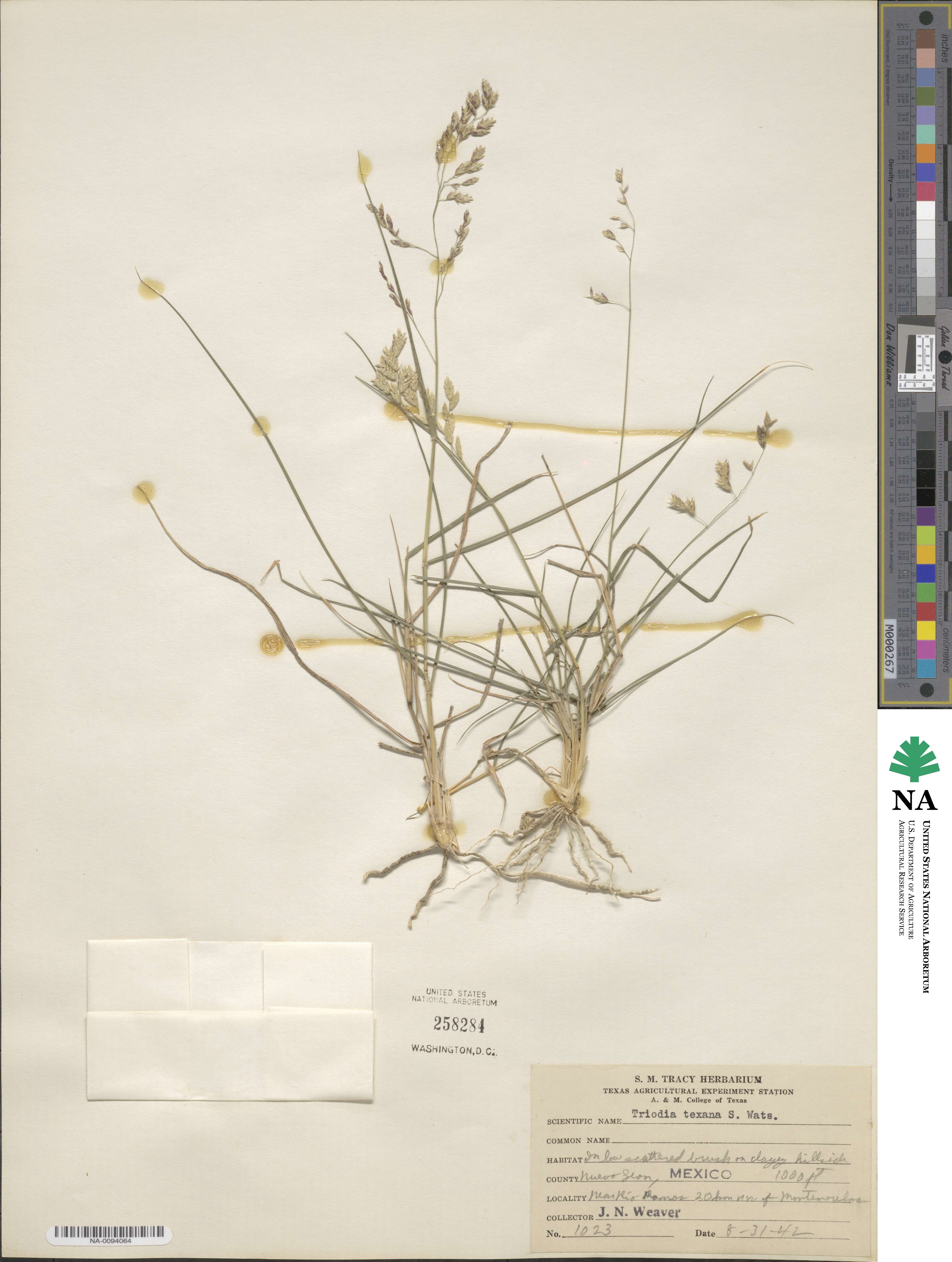 Tridens texanus image