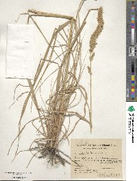 Tridens brasiliensis image