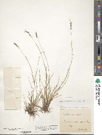 Danthonia decumbens image