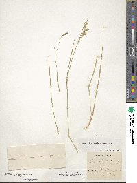 Danthonia decumbens image