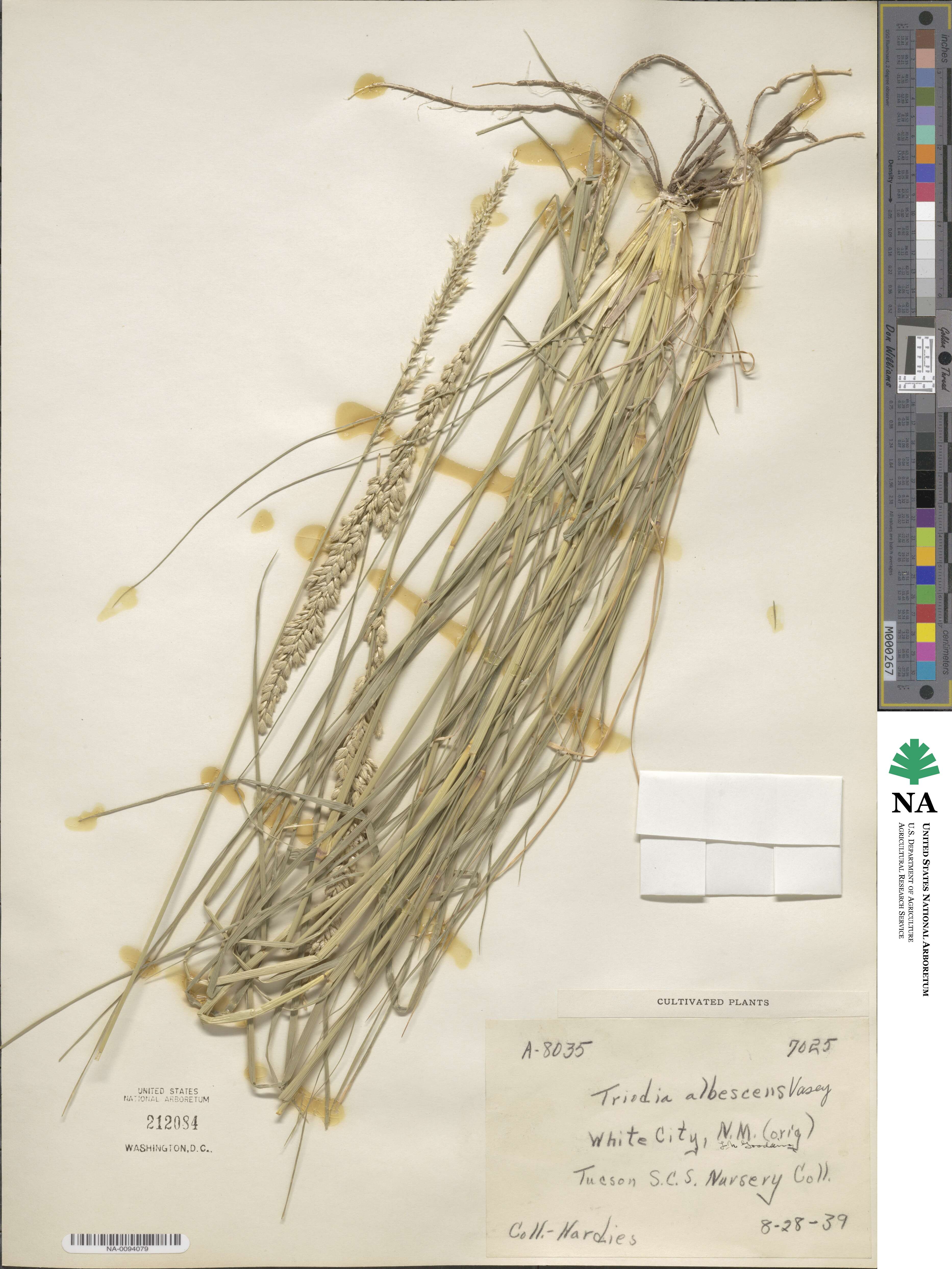 Tridens albescens image