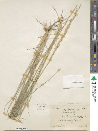 Tridentopsis mutica image