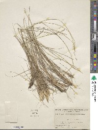 Triplasis americana image