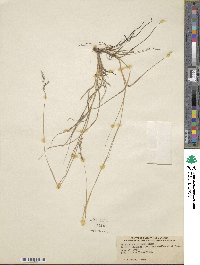 Triplasis americana image