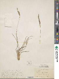 Image of Tripogon filiformis