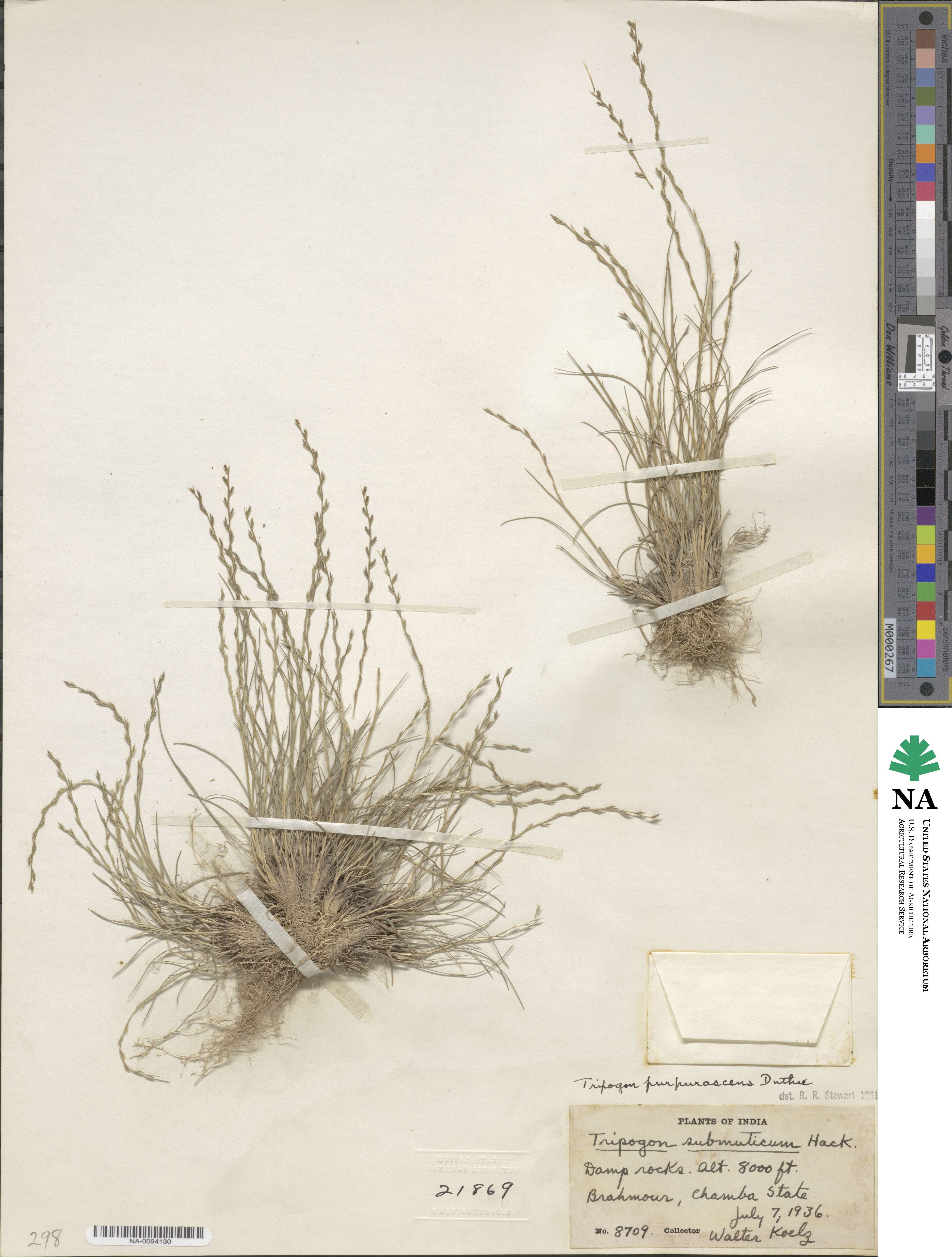 Tripogon purpurascens image