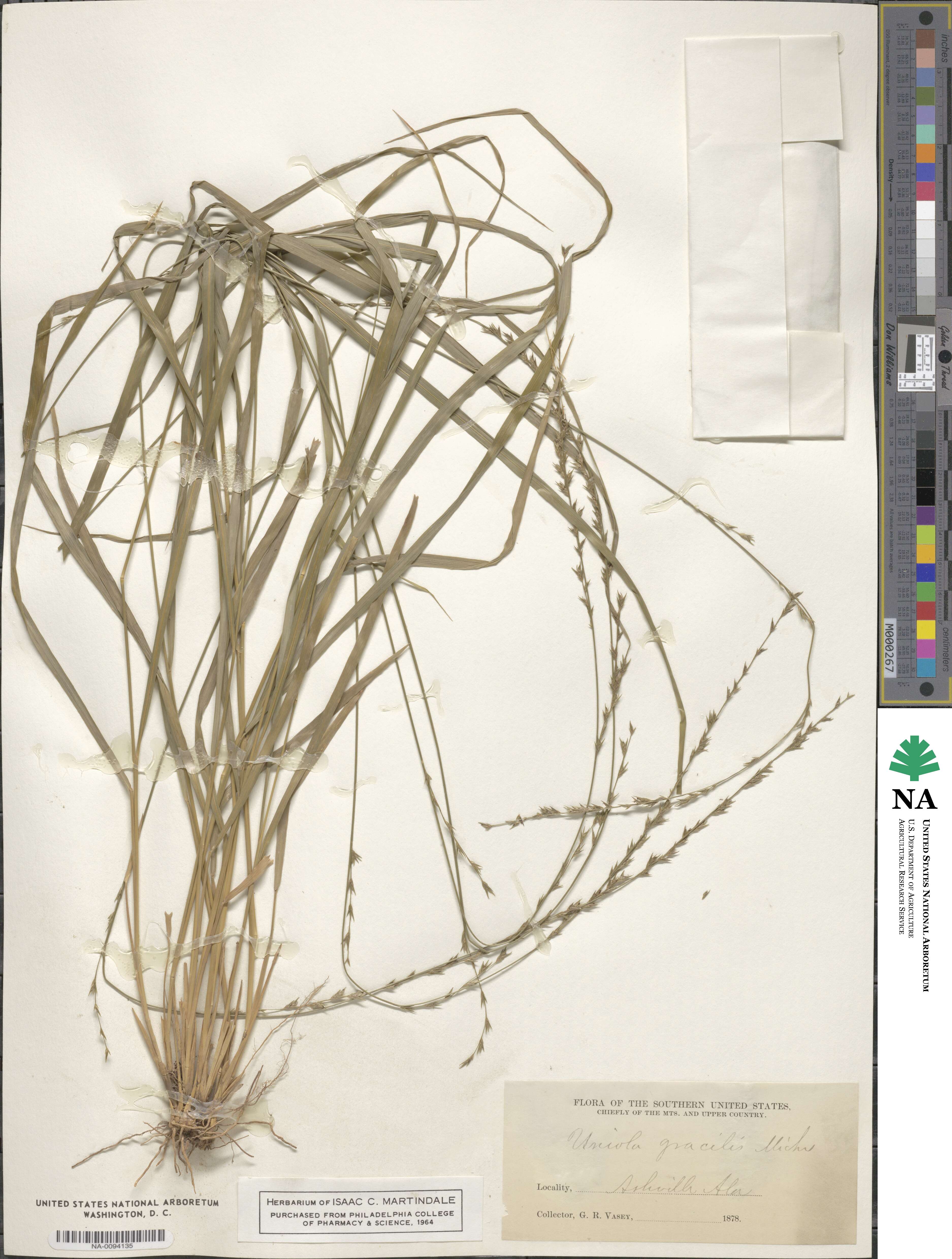 Chasmanthium laxum image