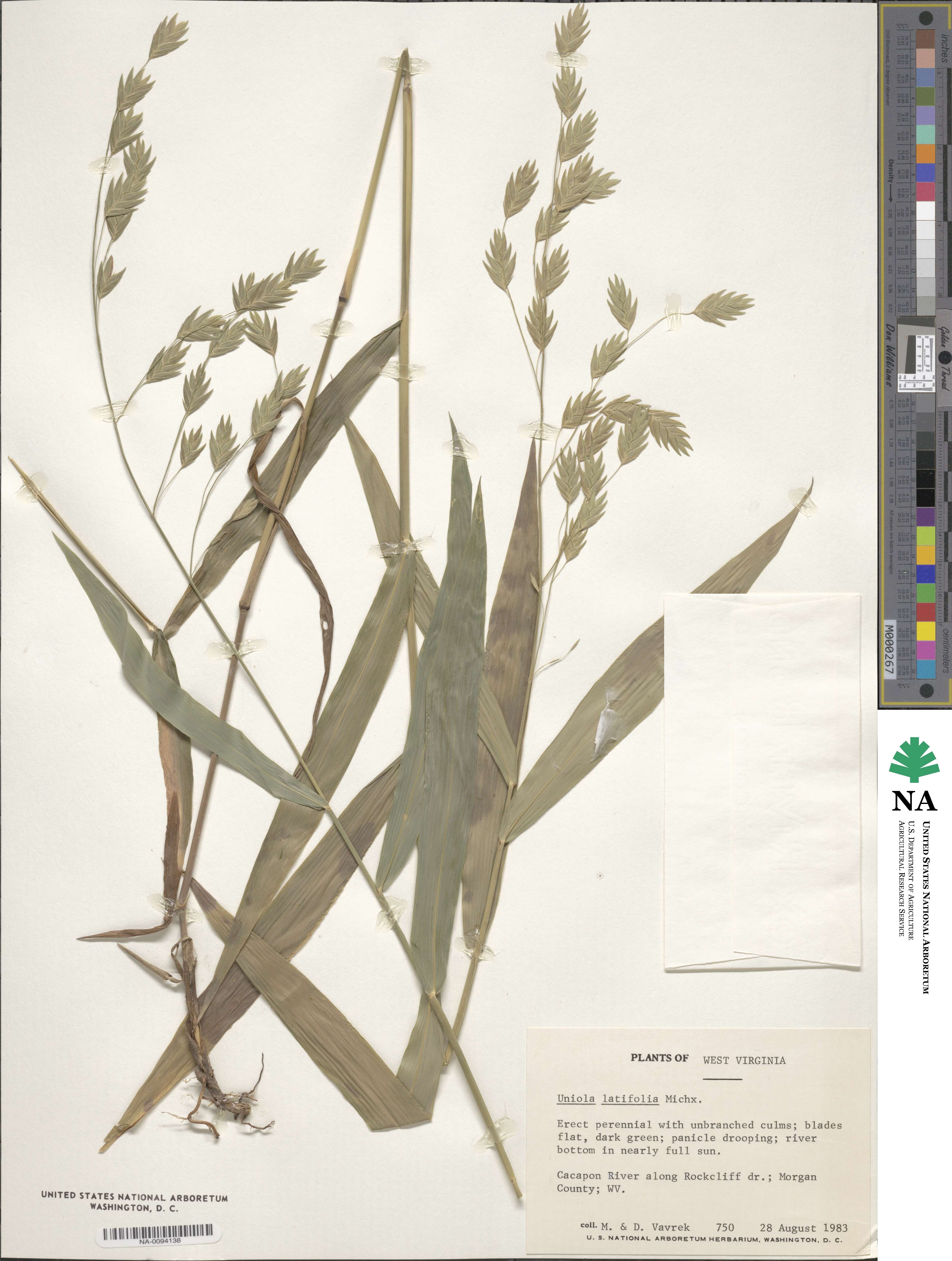 Chasmanthium latifolium image