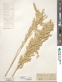 Chasmanthium latifolium image