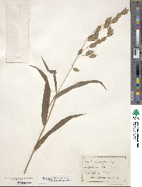 Chasmanthium latifolium image