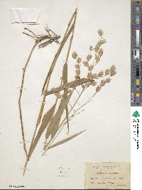 Chasmanthium latifolium image