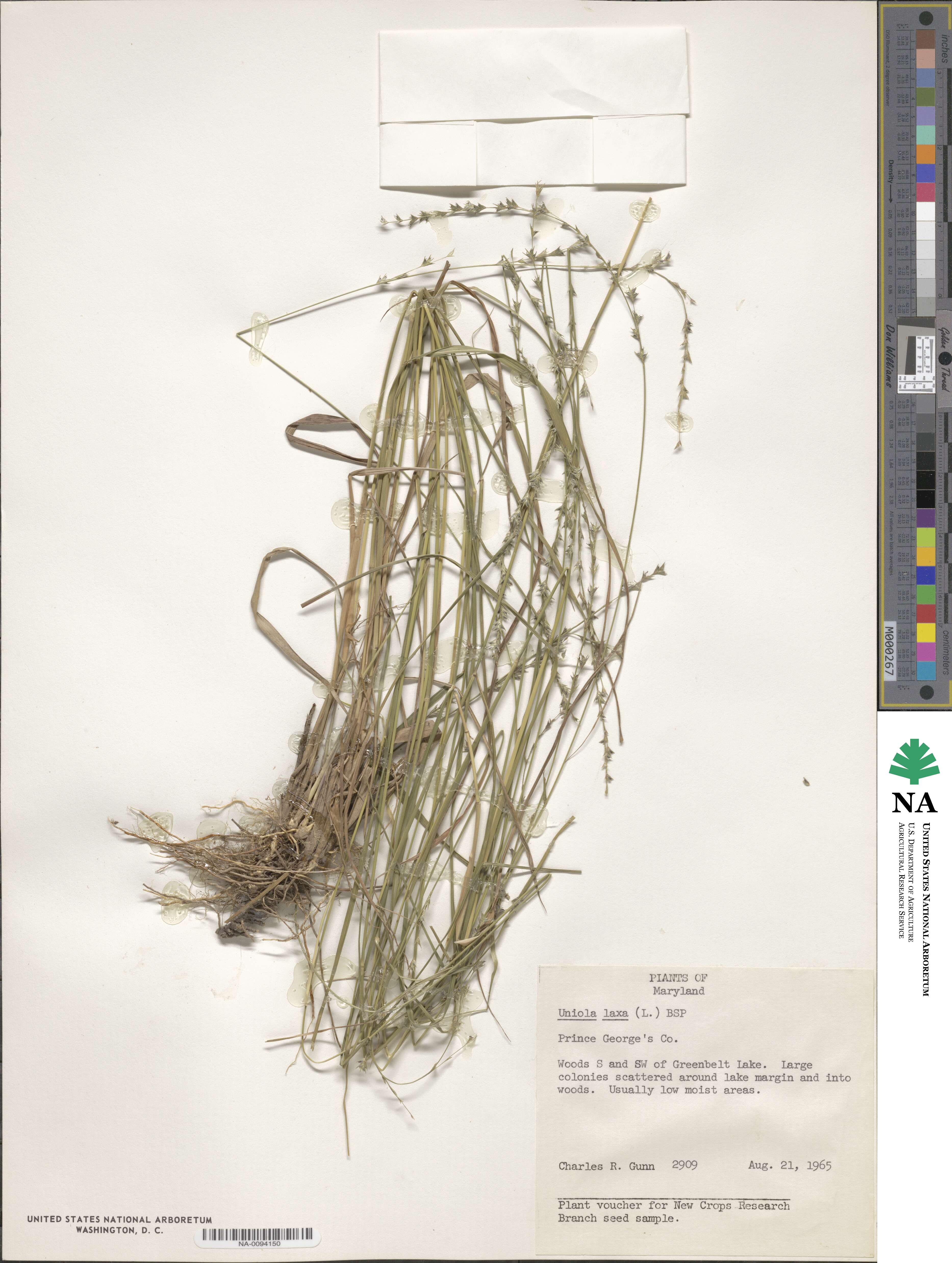 Chasmanthium laxum image
