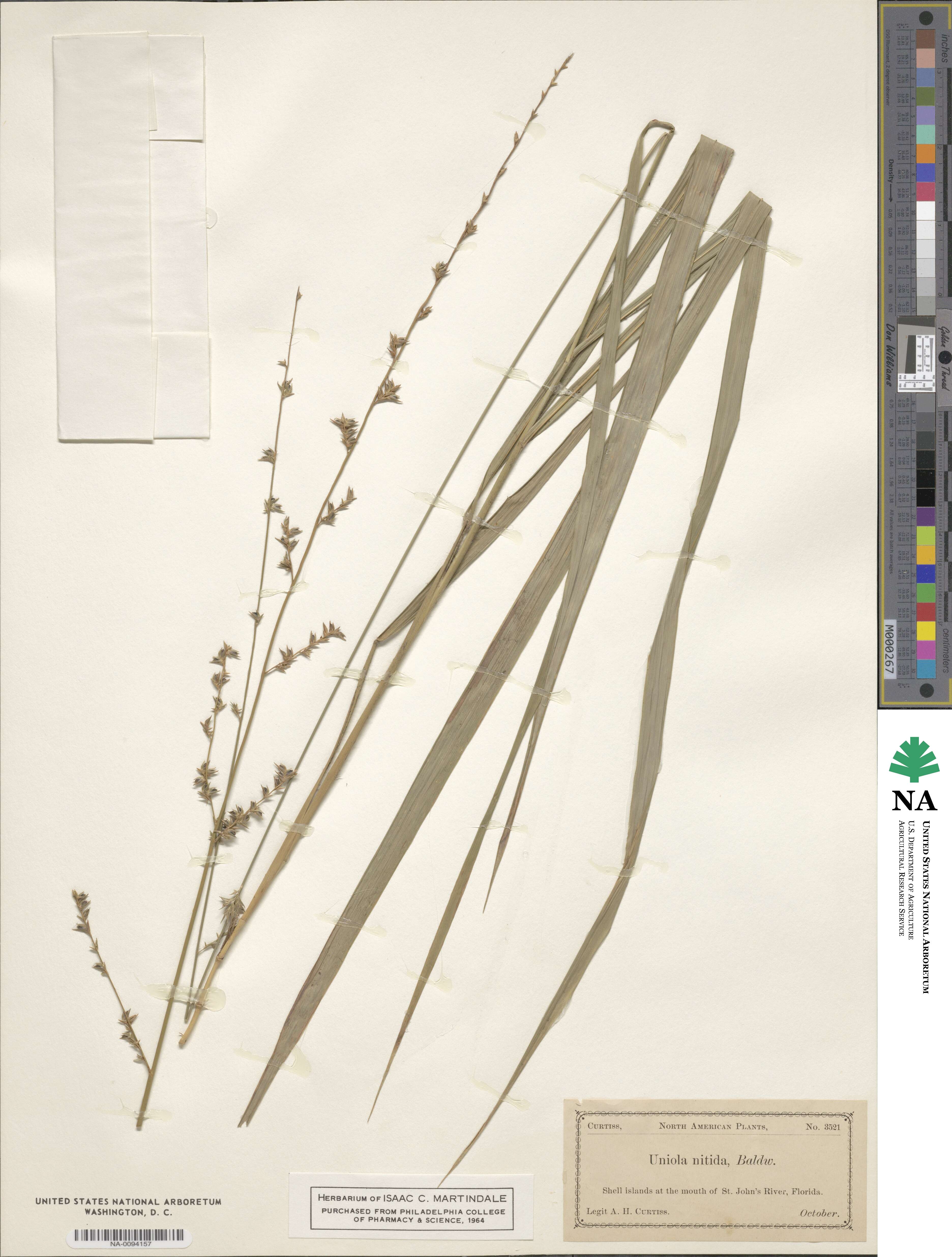 Chasmanthium nitidum image