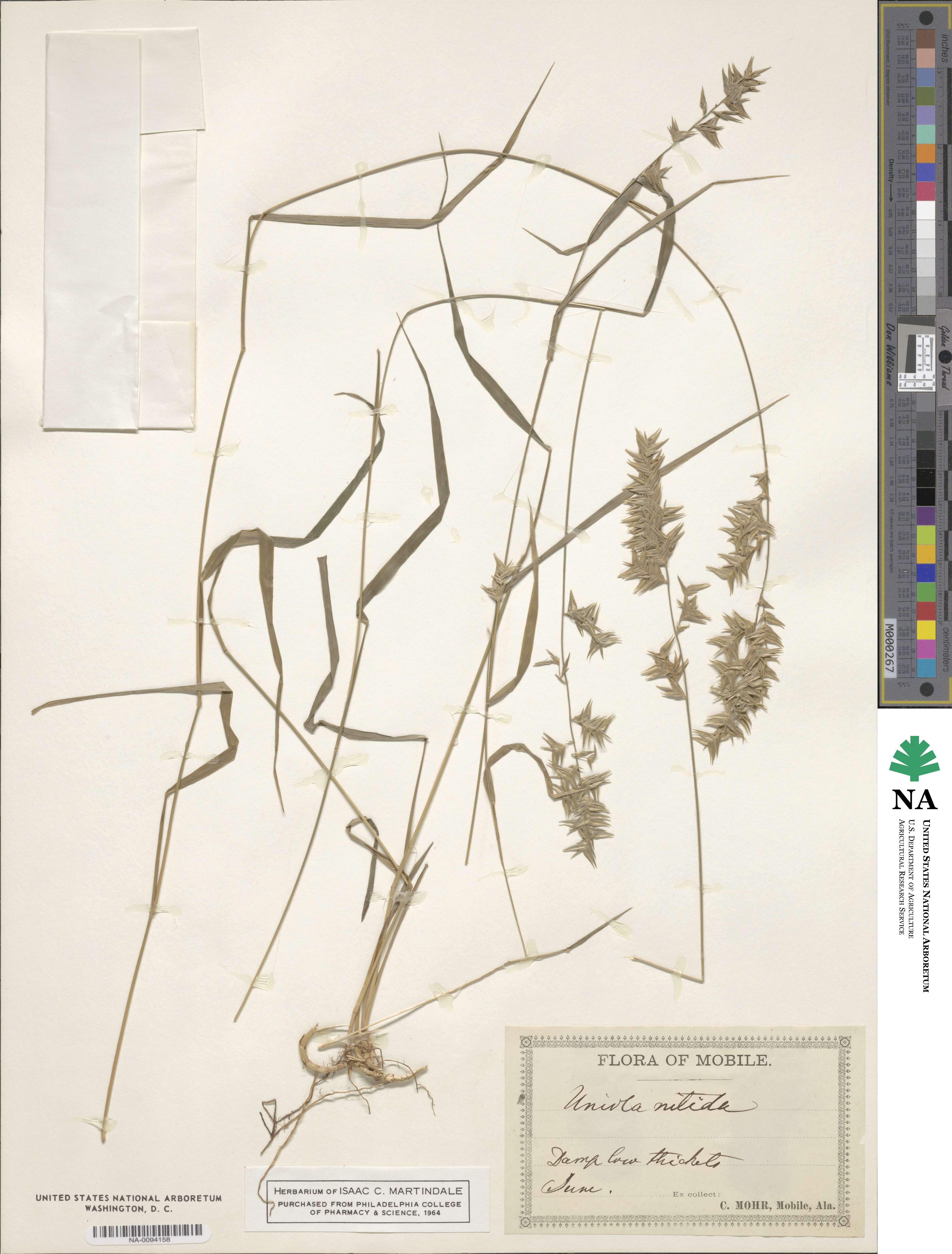 Chasmanthium nitidum image