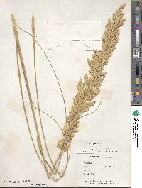 Uniola paniculata image