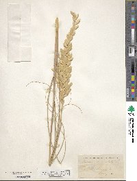 Uniola paniculata image