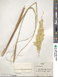 Uniola paniculata image