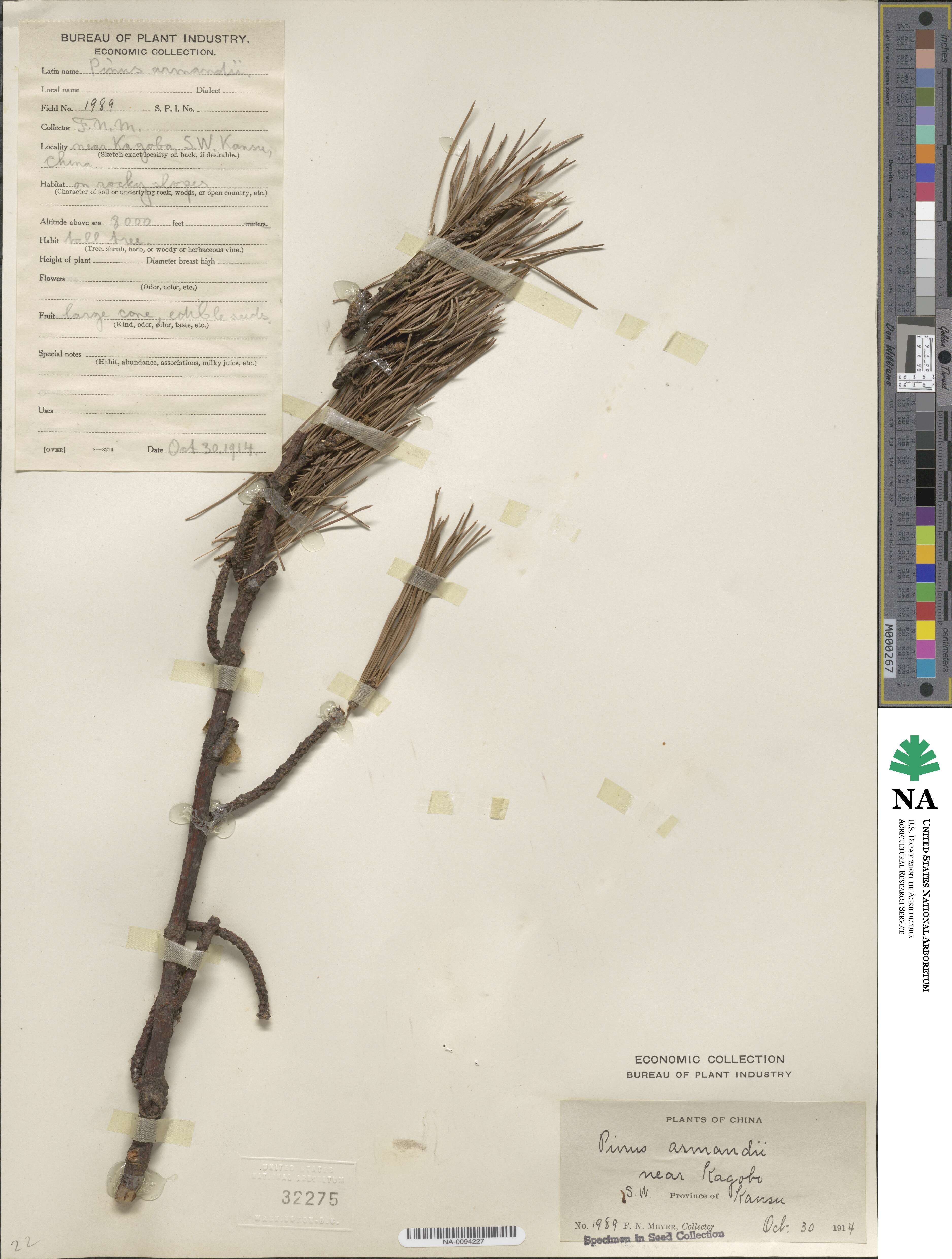 Pinus armandii image