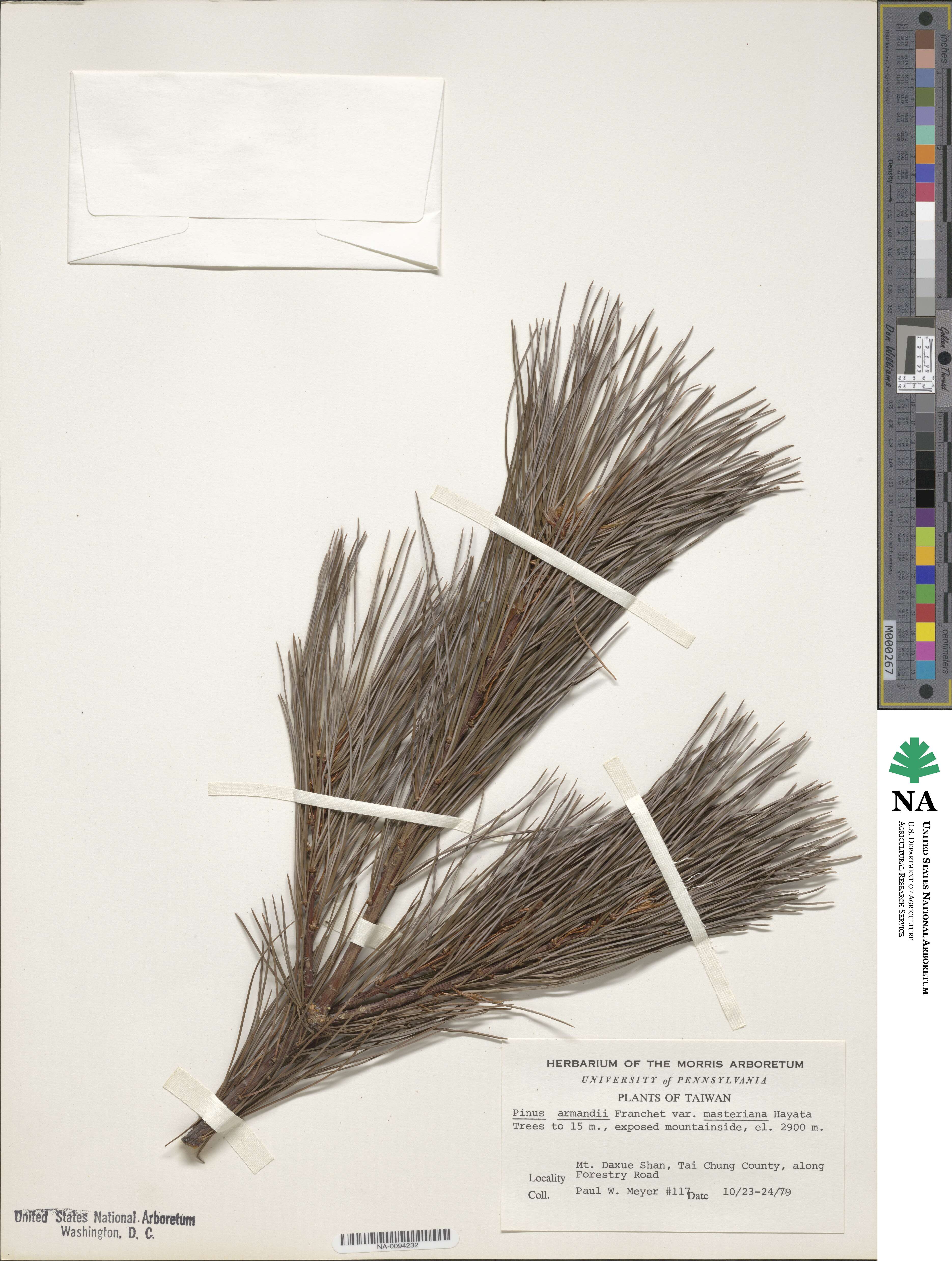 Pinus armandii image