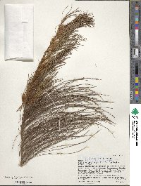 Image of Pinus bhutanica