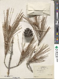 Pinus brutia image