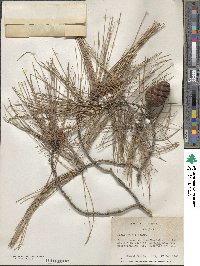 Pinus brutia image