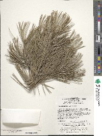 Pinus bungeana image