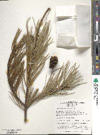 Pinus bungeana image