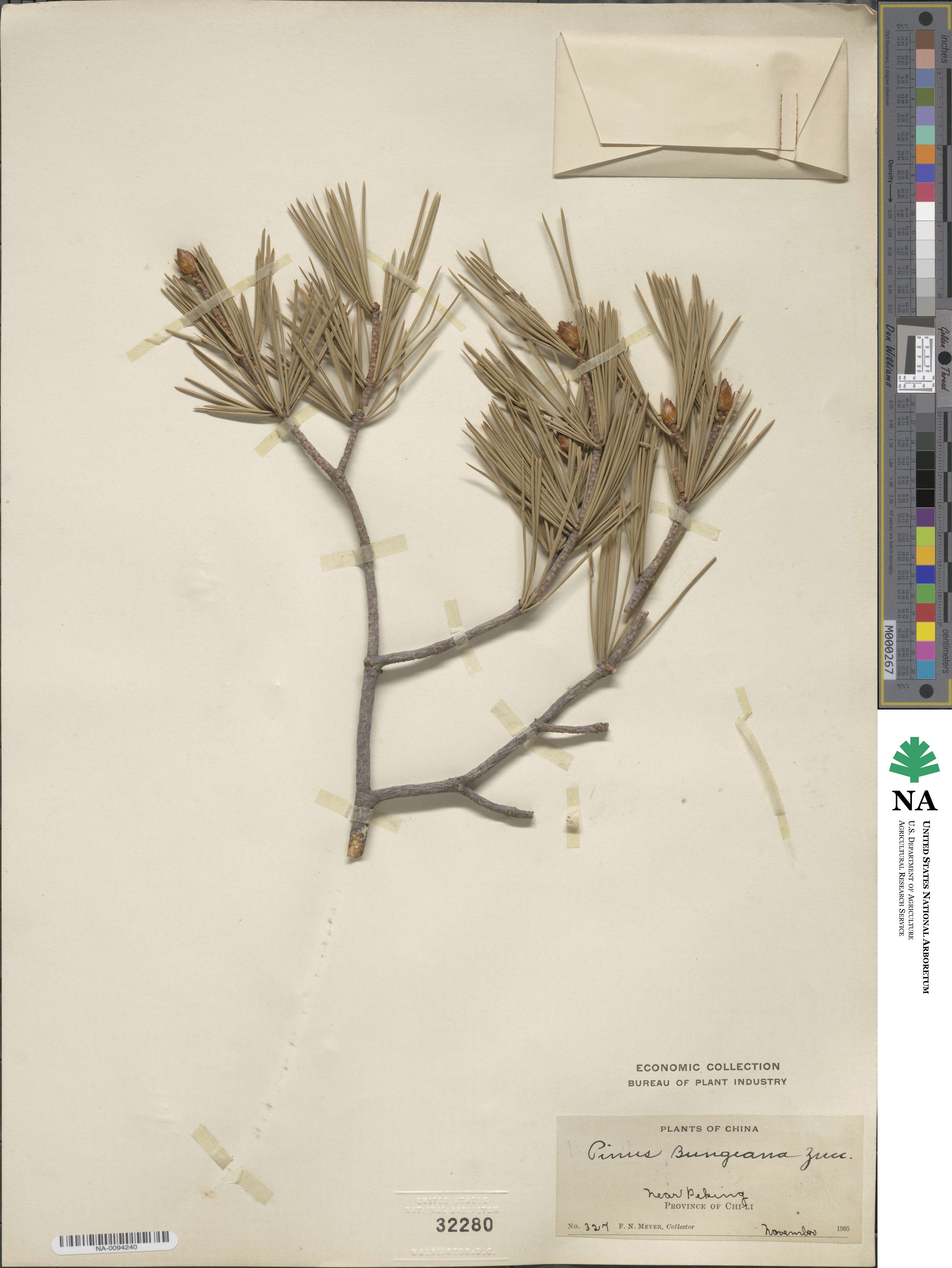Pinus bungeana image