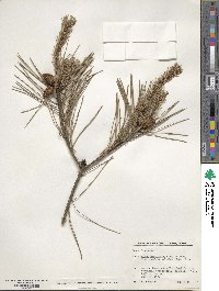 Pinus densiflora image