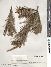 Pinus densiflora image