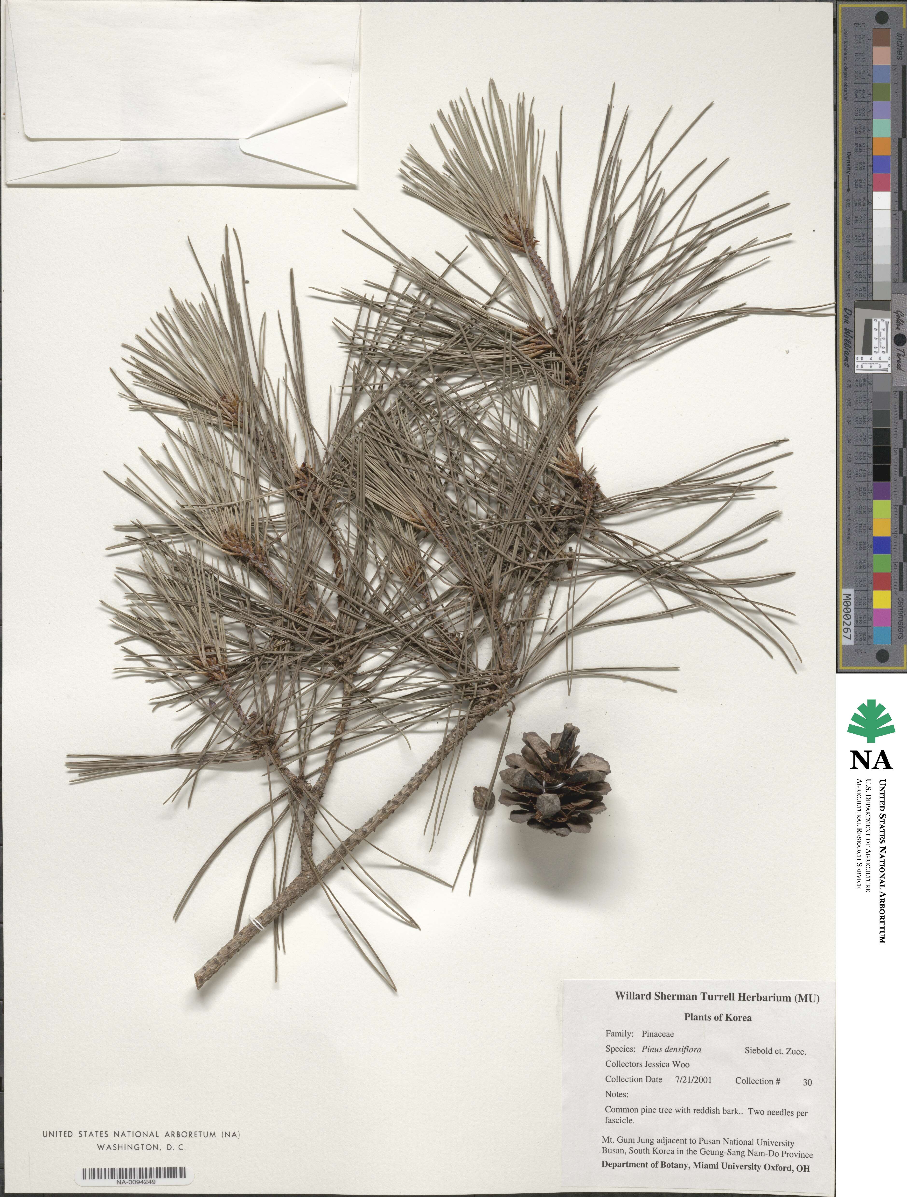 Pinus densiflora image