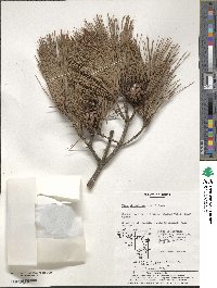 Pinus densiflora image