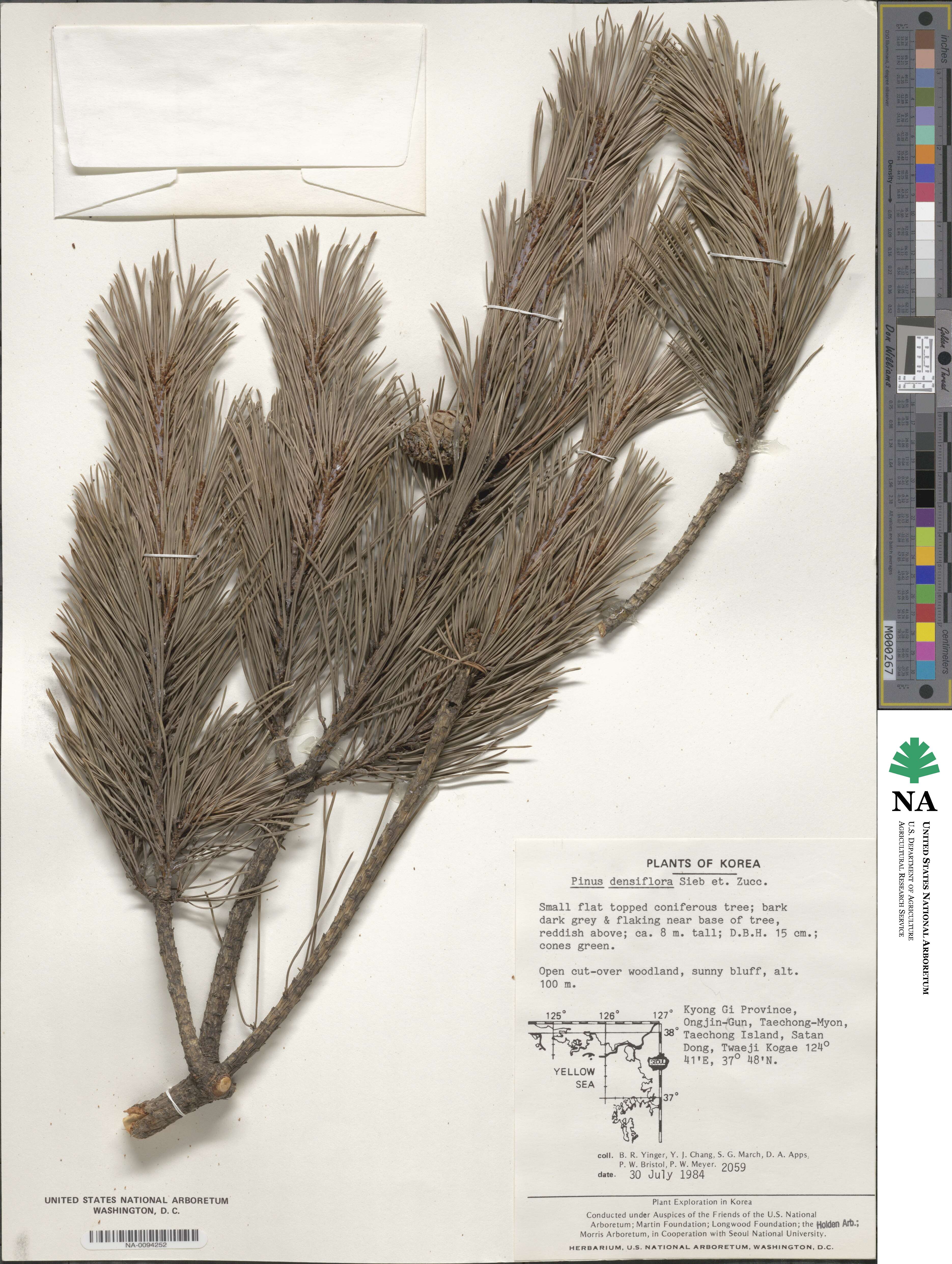 Pinus densiflora image