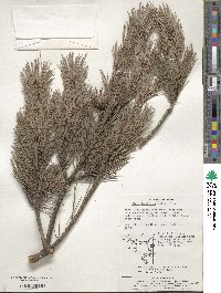 Pinus densiflora image