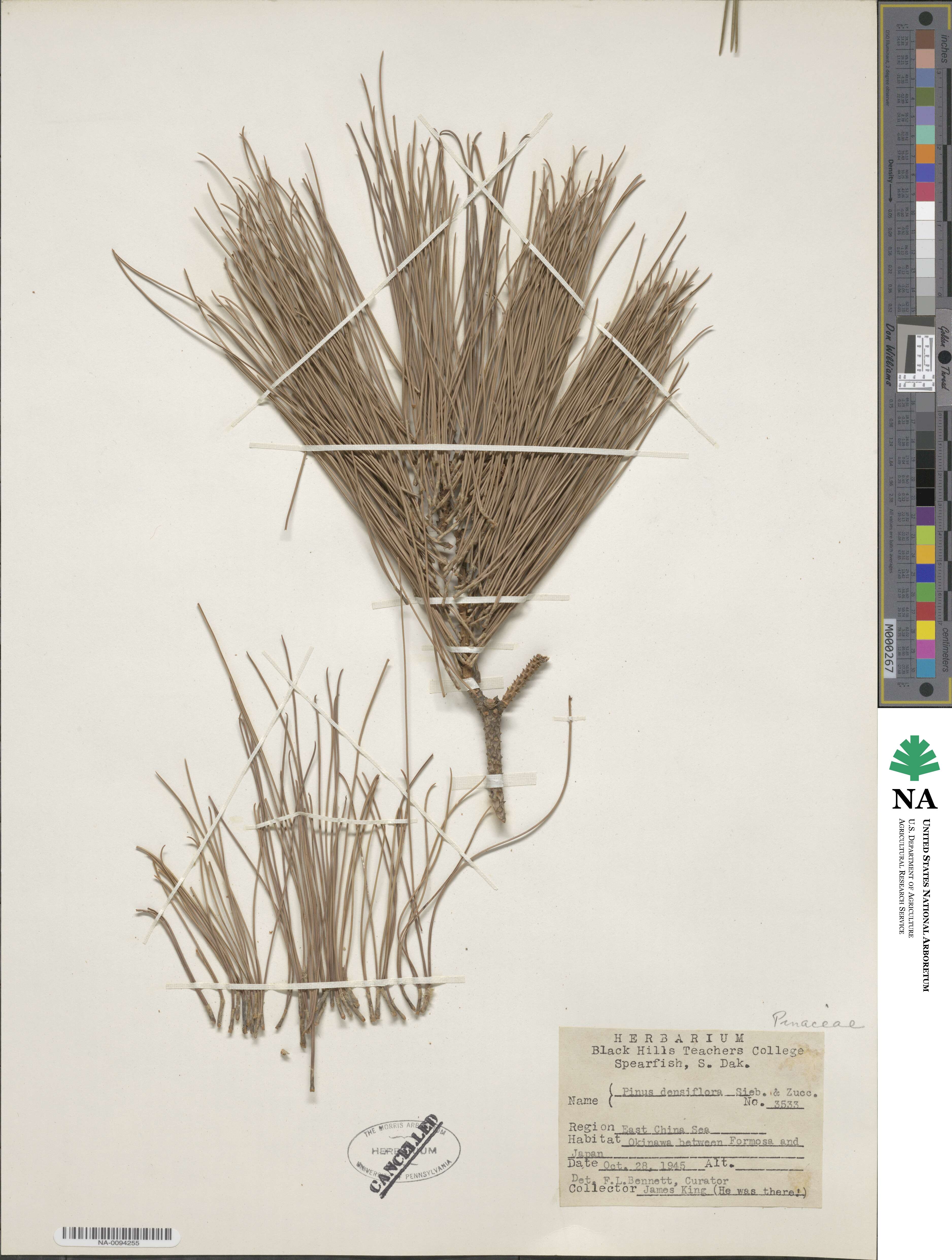 Pinus densiflora image