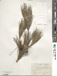 Pinus densiflora image