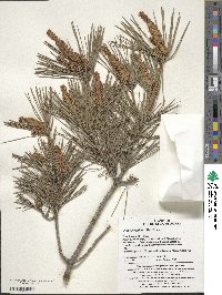 Pinus densiflora image