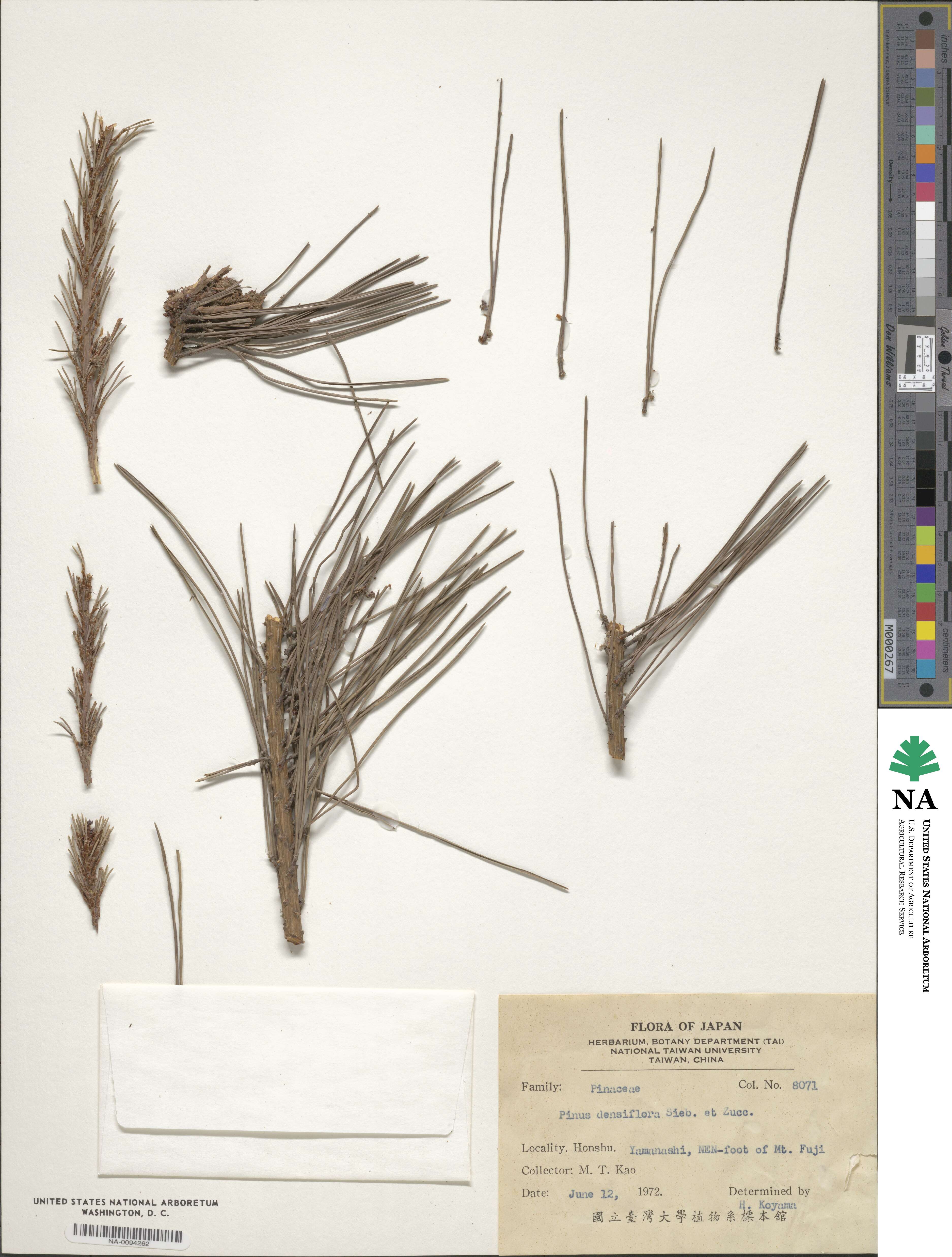 Pinus densiflora image