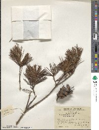 Pinus fenzeliana image