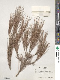 Pinus halepensis image