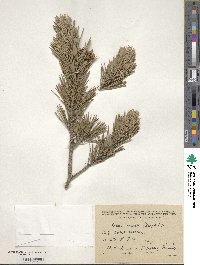 Pinus sylvestris var. hamata image